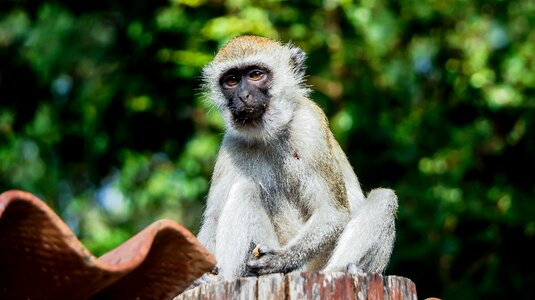 Mammal primate animal