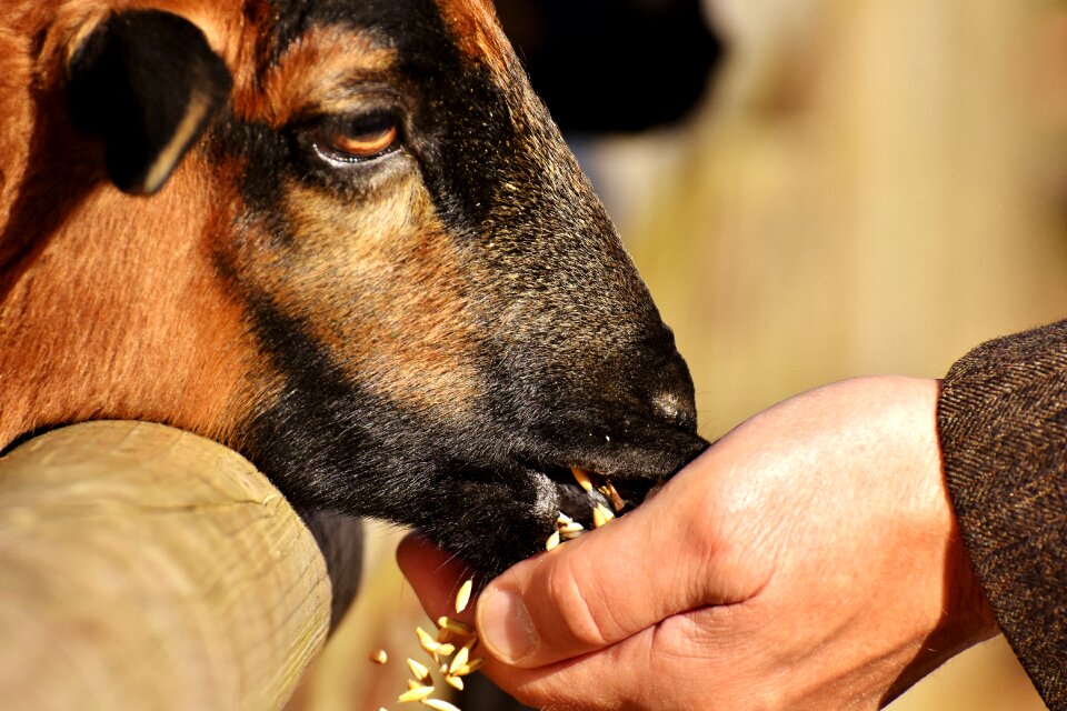 Animal nature animal portrait