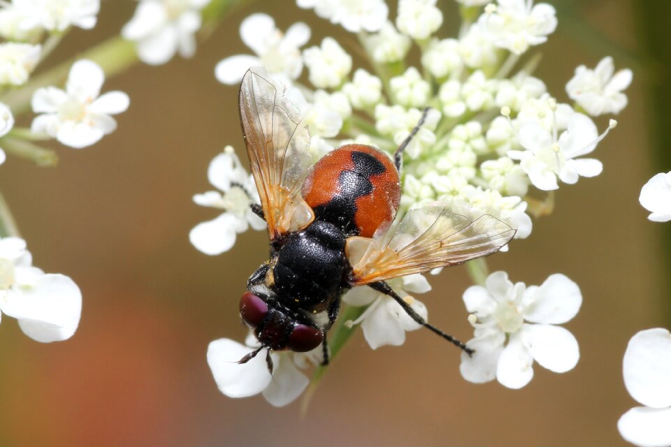 Wing flower sprinkle photo