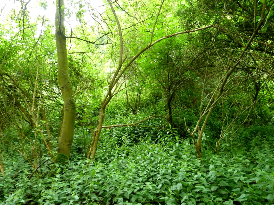 Waremme-Tumuli van het Bois des Tombes (1)