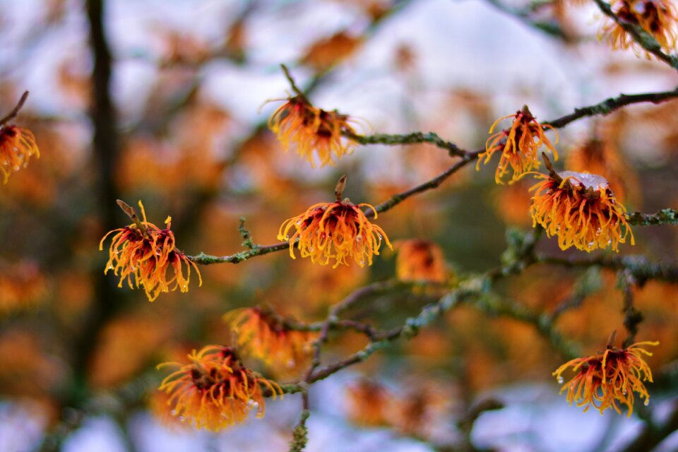 Flowers early bloomer season