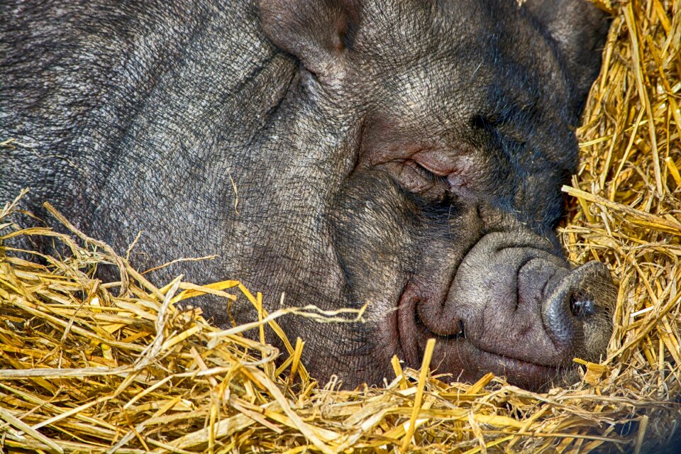 Livestock cute mammal