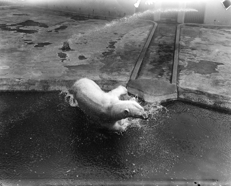 Warmte in Blijdorp IJsbeer springt in het water, Bestanddeelnr 909-6562