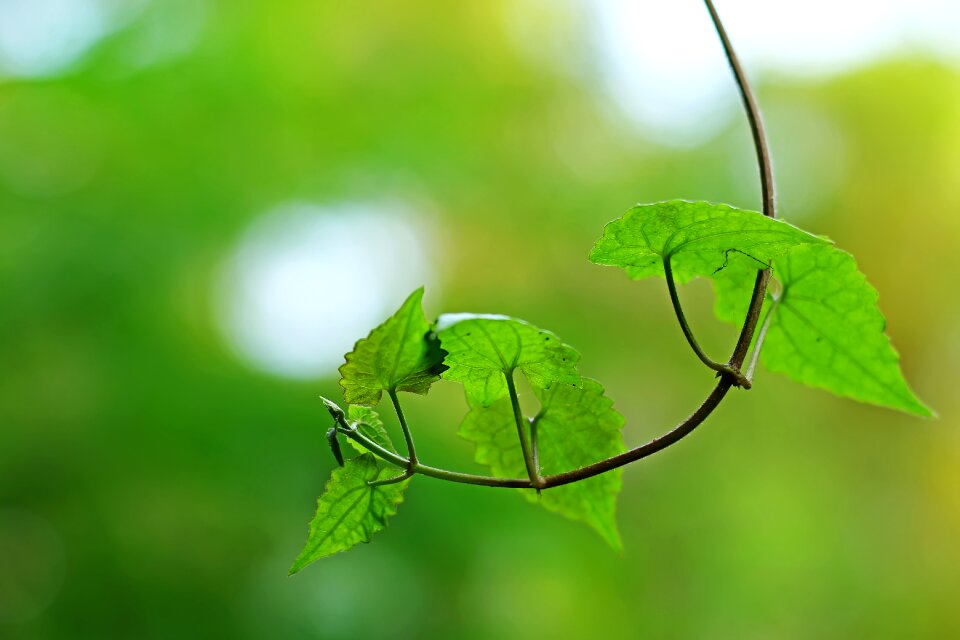 Environment growth green growth