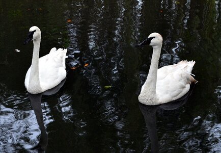 White bird waterfowl sublime