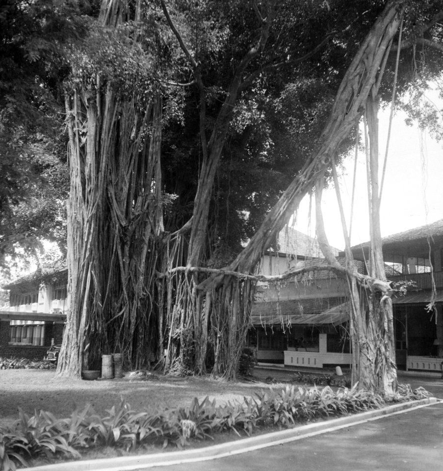 Warinjin boom bij Hotel des Indes, Bestanddeelnr 12701