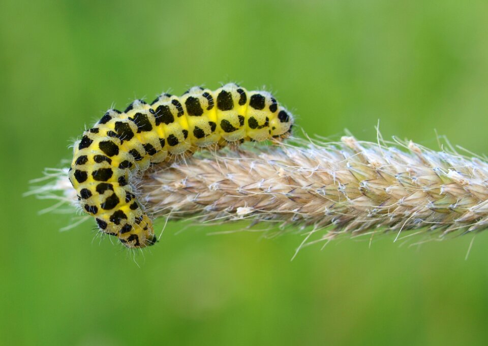 Summer animal closeup