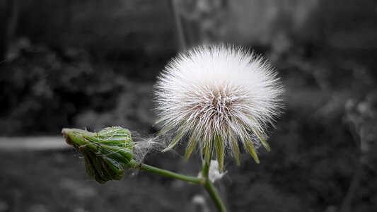 Nature outdoors white flower