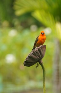 Bird ile-maurice garden
