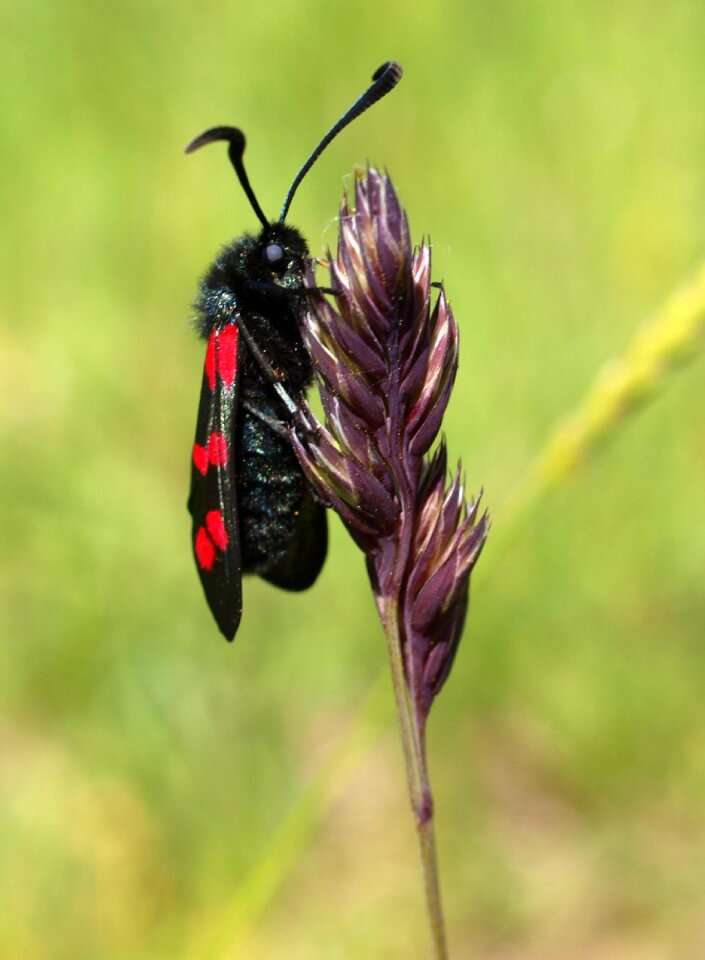 Animal flower fly