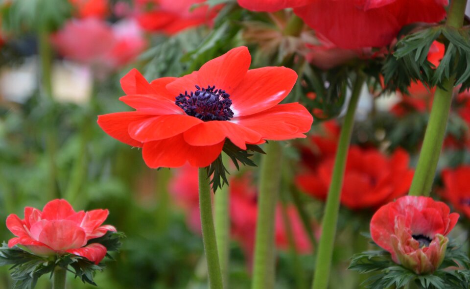 Plant garden spring season