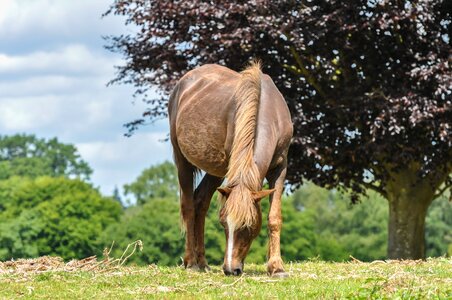 Forest new pony photo