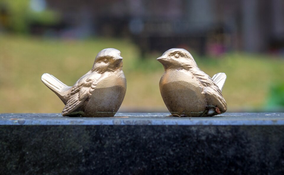 Bird golden love
