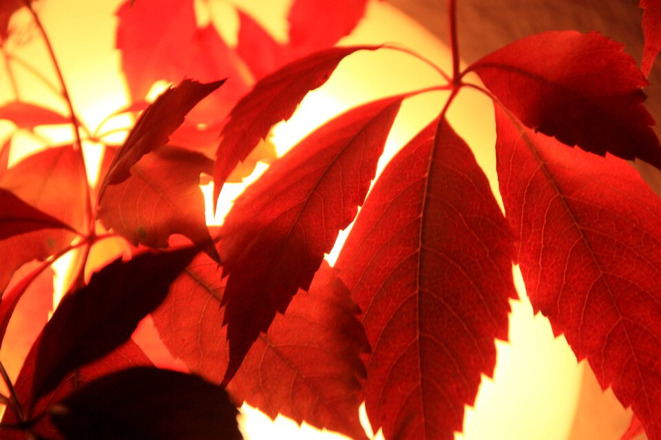 Discoloration vine autumn mood
