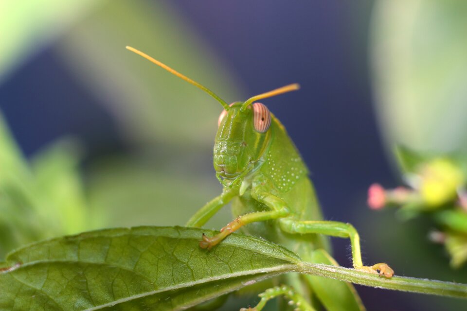 Insect no one grasshopper