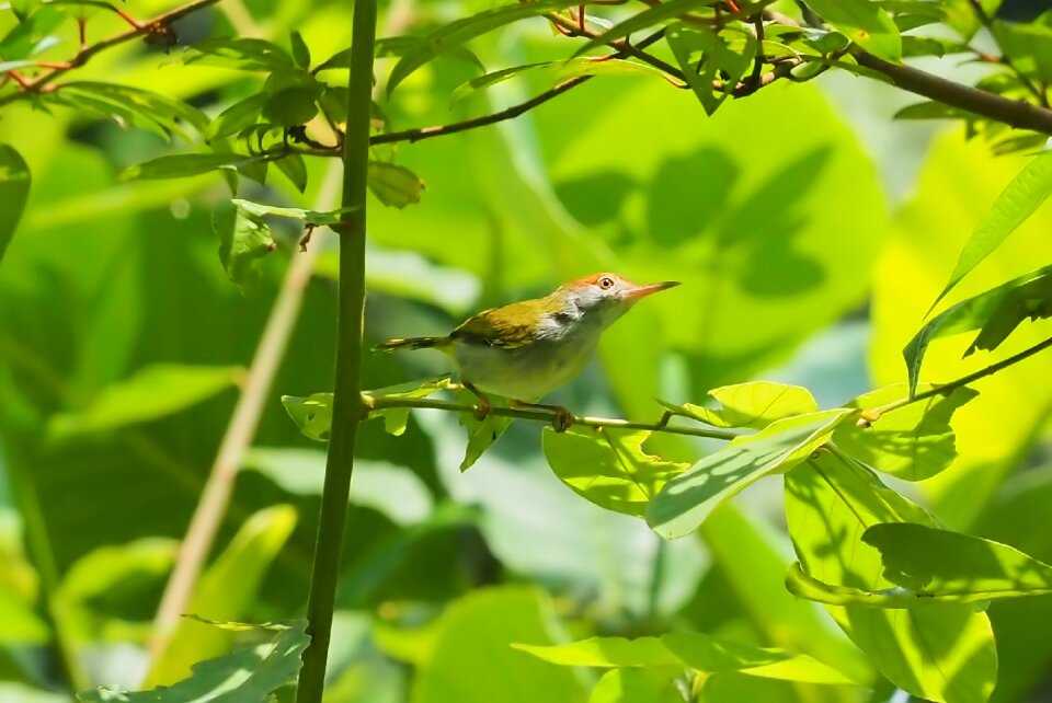Outdoors flora bird