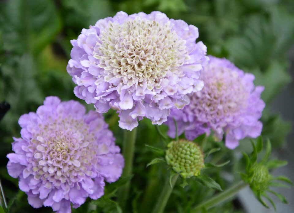 Green foliage nature floral
