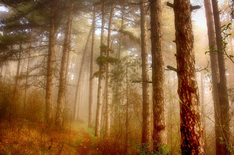 Branch forest trees leaves photo