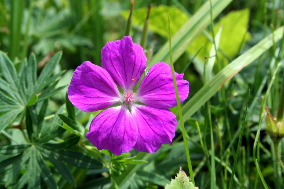 Medicinal herbs blossom bloom