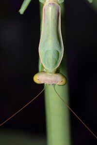 Plant insect praying mantis