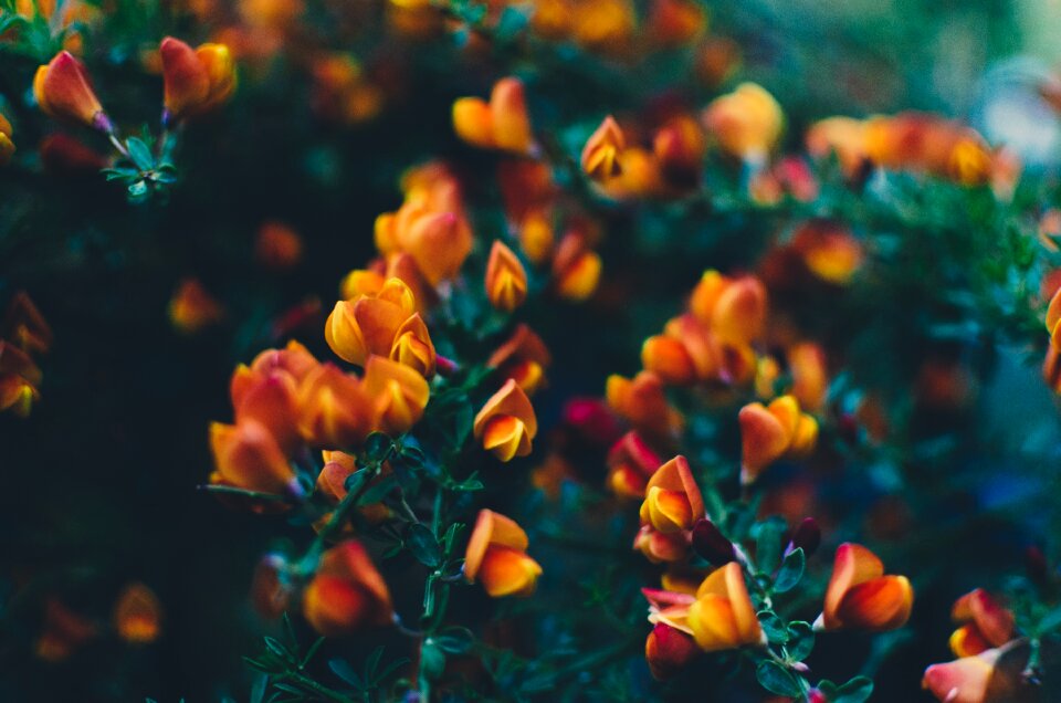 Outdoor garden field
