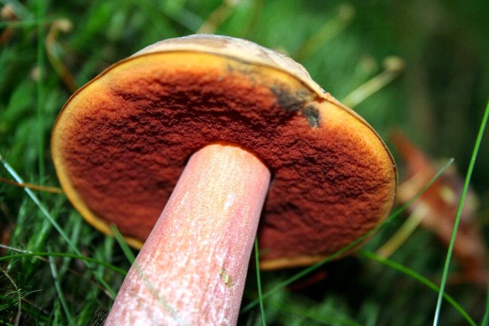 Forest mushroom gypsy mushroom boletus luridiformis
