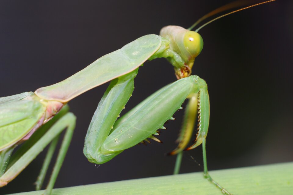 Sheet living nature praying mantis
