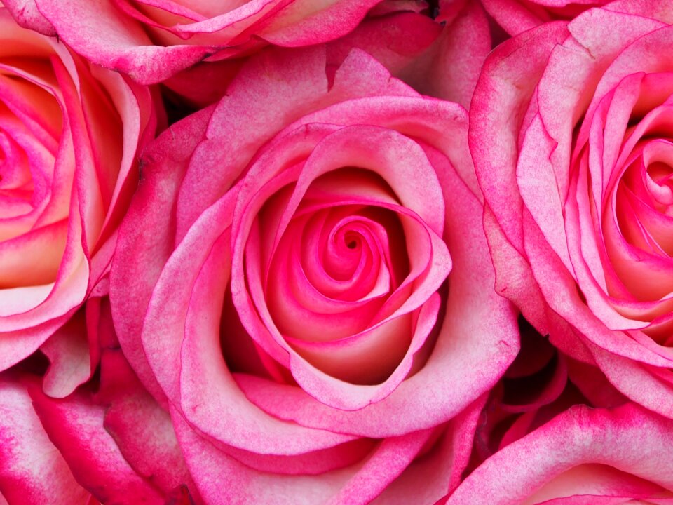 Floral flowers tender