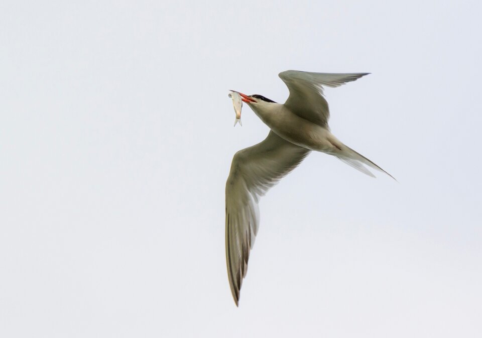 Gull schwalbe water bird