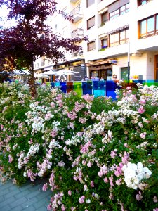 Vitoria - Plaza de Fernando de Amárica 12