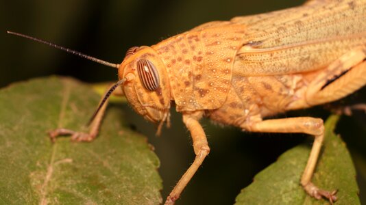 Bespozvonochnoe animals grasshopper photo