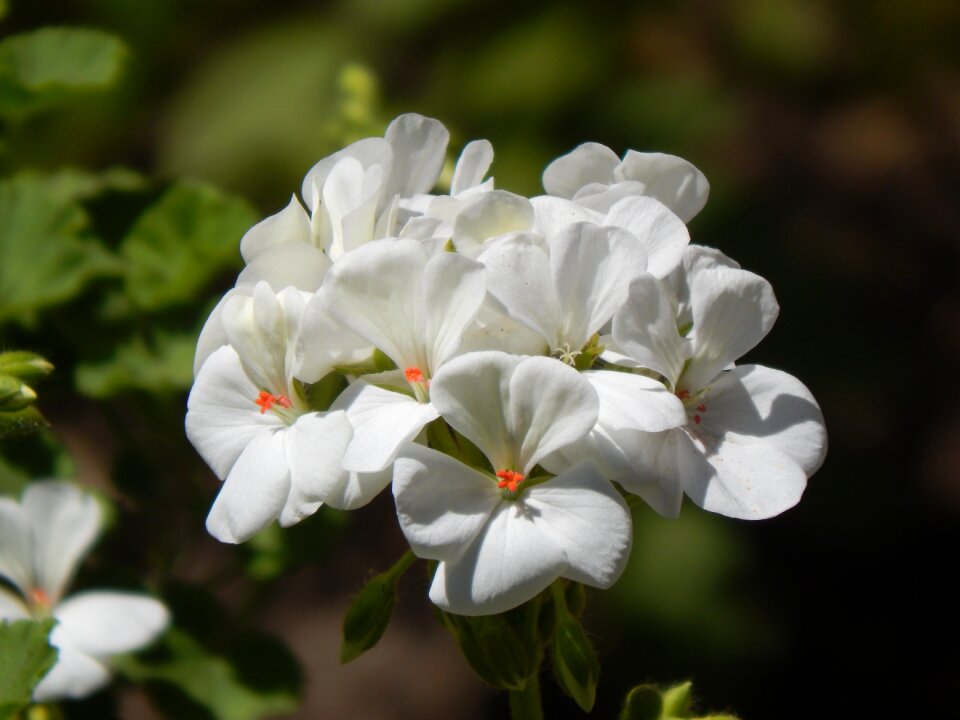 Malvón white flower white
