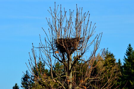 Stork bird breed