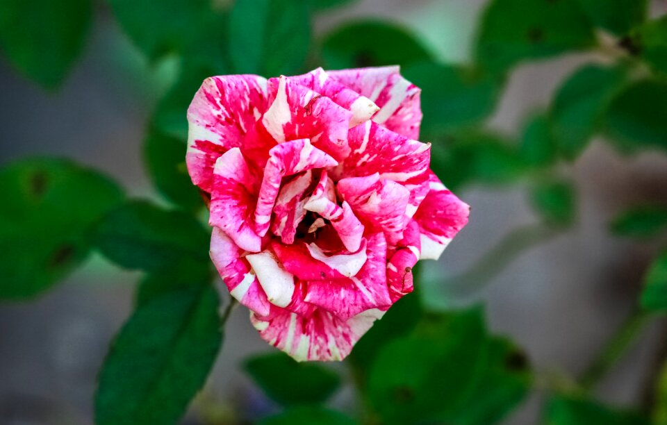 Leaf garden petal