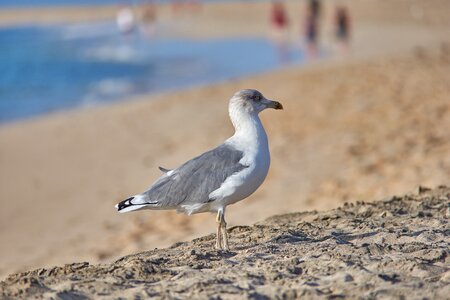Bird water bird white