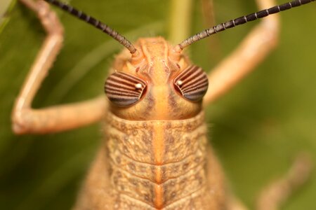 No one living nature grasshopper photo