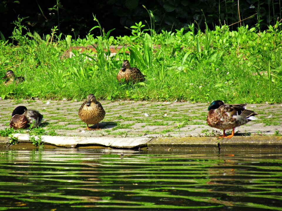 Water bird bird water