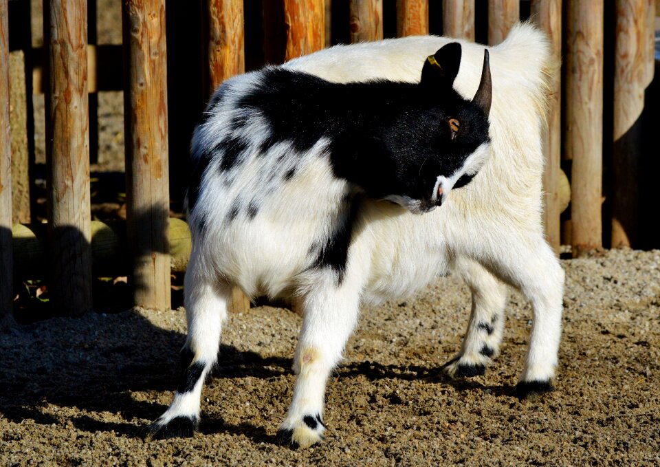 Livestock kid cute