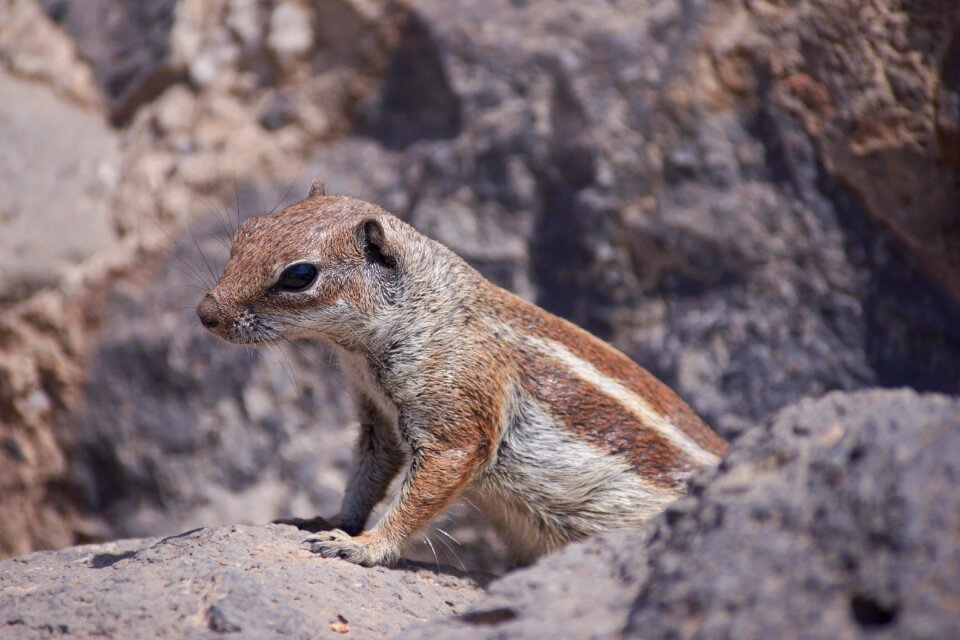 Rodent close up cute