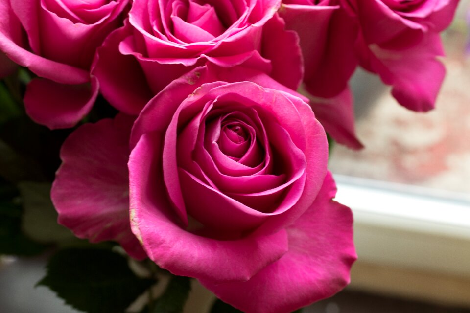 Pink petals pink flowers