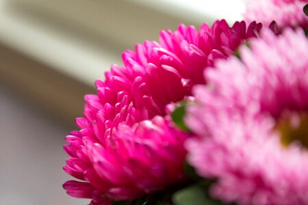 Flowers summer romance