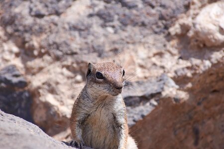 Rodent close up cute photo