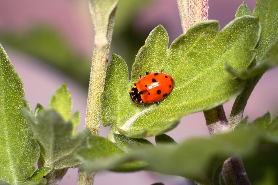 Sheet outdoors ladybug