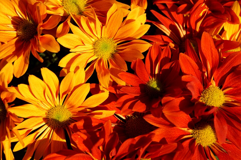 Autumn-flowers fall asters red