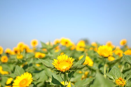 Flower field sunflower photo