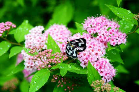 Butterfly flower desktop