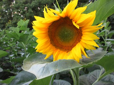 Yellow flower yellow sunflower yellow