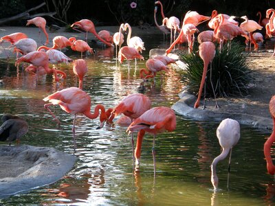 Nature tropical pink