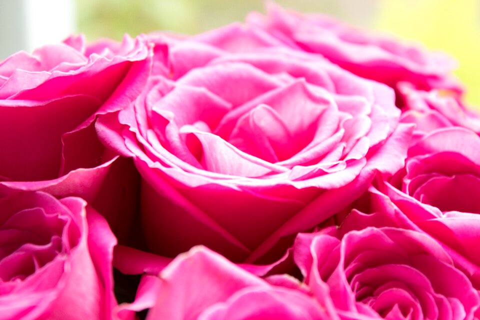 Pink petals pink flowers