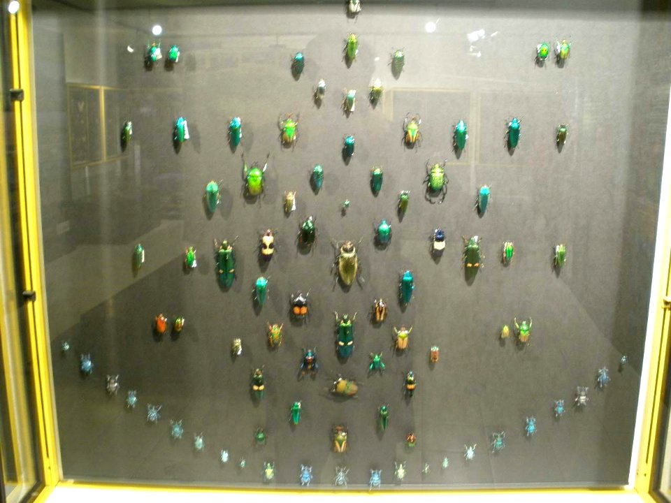 Vitoria - Museo de Ciencias Naturales de Álava 2